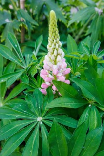 Lupins