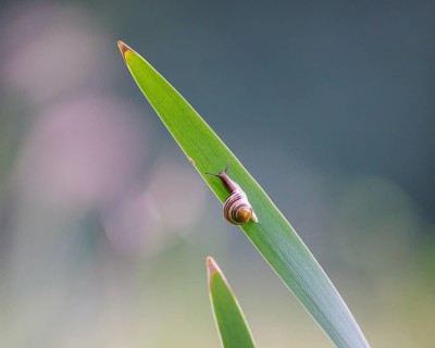 Grove snail