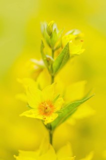 Spotted loosestrife