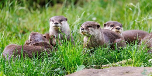 Dwarf otter