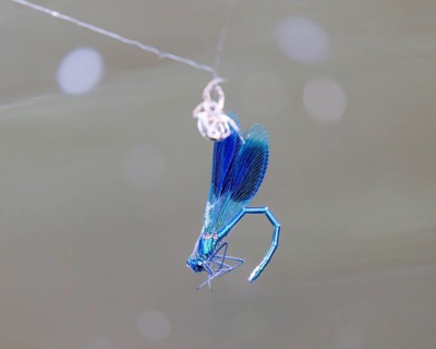 Banded demoiselle