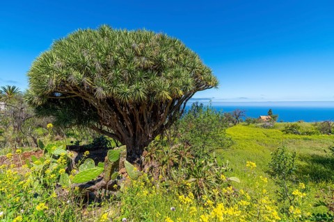Dragon tree