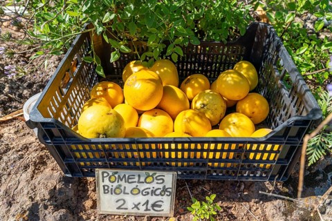 Selling grapefruits on the hiking trail near Las Tricias