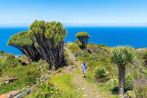 Hikers among dragon trees