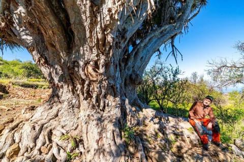 Hiker sitting next to a dragon tree