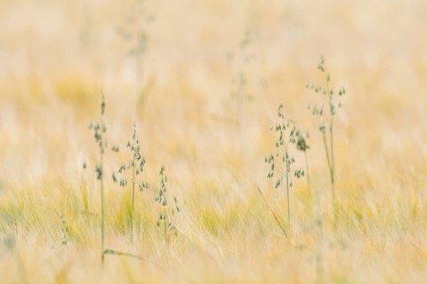 Oats