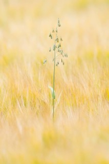 Oats