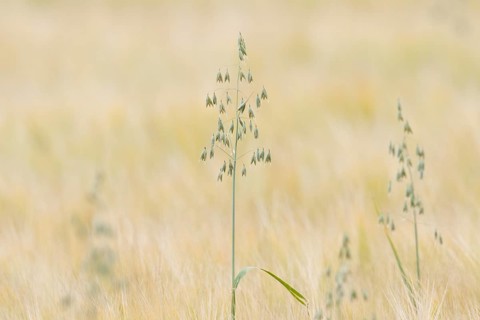 Oats
