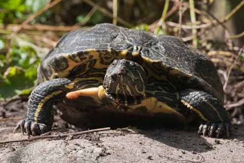 Red-cheeked slider