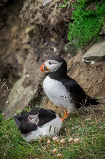 Puffin