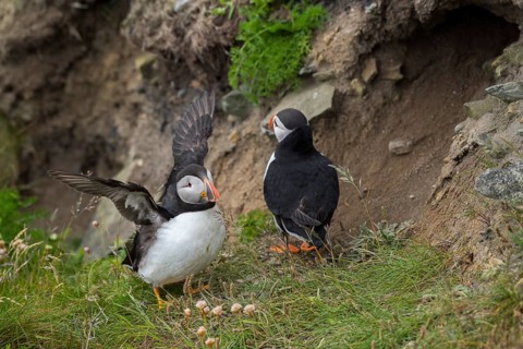 Puffin