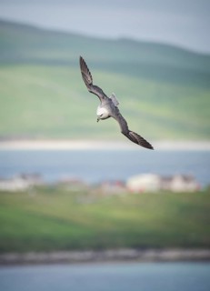 Northern fulmar