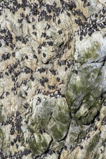Rock with a colony of common guillemots