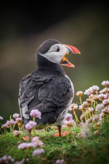 Puffin