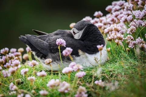 Puffin