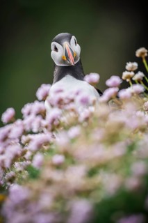 Puffin