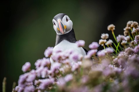 Puffin