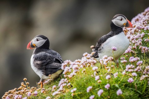 Puffin