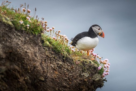 Puffin