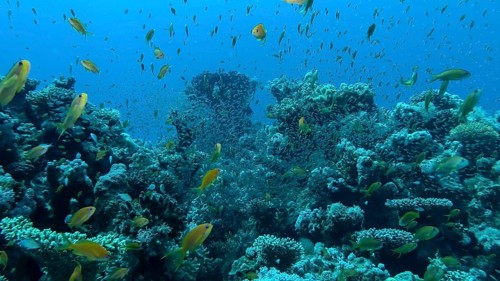 Massive school of Lyretail Anthias