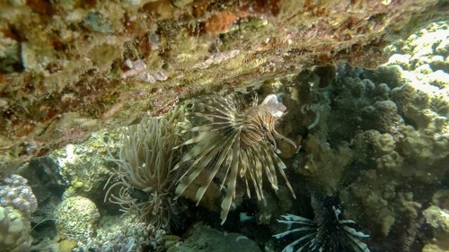 Common Lionfish or Red Lionfish