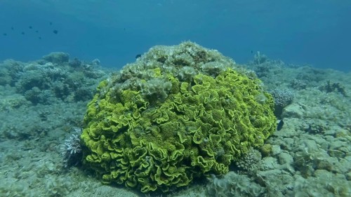 Brown alga
