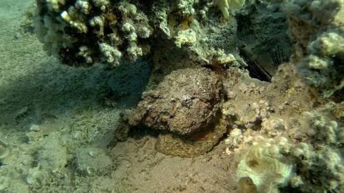 Close-up of the Stonefish on coral reef. Reef Stonefish