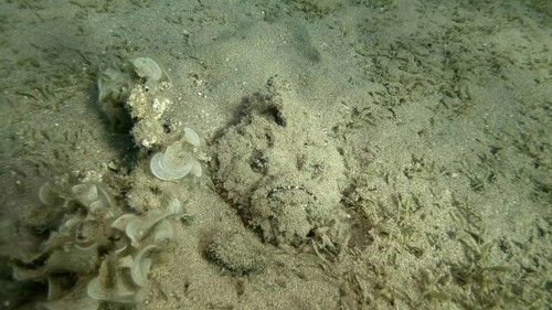 Close-up of the Stonefish lies on sandy bottom covered with green seagrass. Reef Stonefish