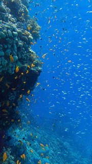 Colorful tropical fish swims on coral reef on blue water background. Underwater life in the ocean. Arabian Chromis