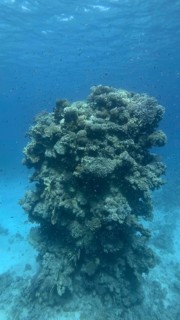Pillar coral reef