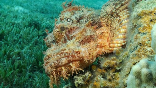 Scorpion fish lie on the reef. Bearded Scorpionfish