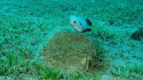 Damsel Damsel guards the eggs on the stone. Breeding period. Domino Damsel