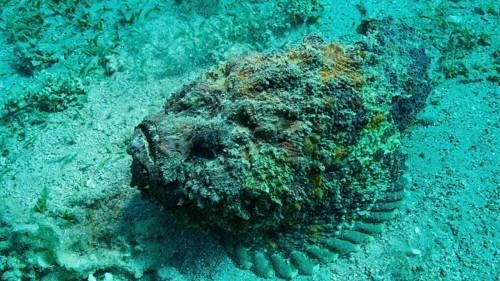 Close-up of the Stonefish lies on sandy bottom covered with green seagrass. Reef Stonefish