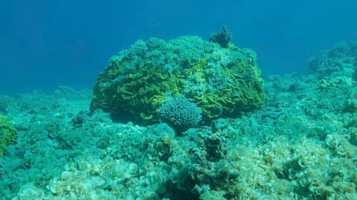 Once beautiful coral reef is overgrown with algae as a result of eutrophication
