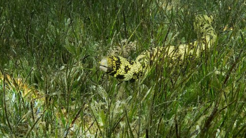 Close-up of Moray slowly swims in green seagrass. Snowflake moray