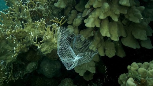 Discarded kitchen plastic storage net shopping hang down of coral reef. Plastic pollution of the ocean. Plastic mesh bag hanging on a beautiful coral reef. Red sea