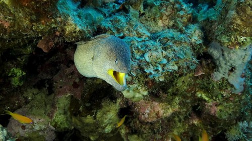 Close-up portrait of Moray with open mouth peeks out of its hiding place. Yellow-mouthed Moray Eel