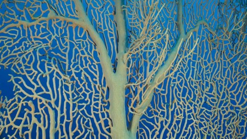 Details of the soft coral