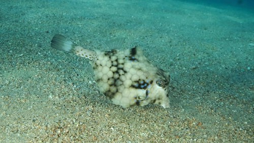Close-up of Boxfish swims over sandy bottom. Thornback Boxfish or Camel Cowfish