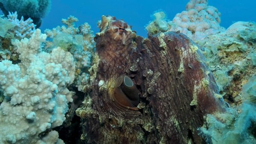 Portrait of big red Octopus