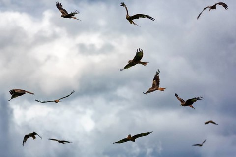 Flock of red kites