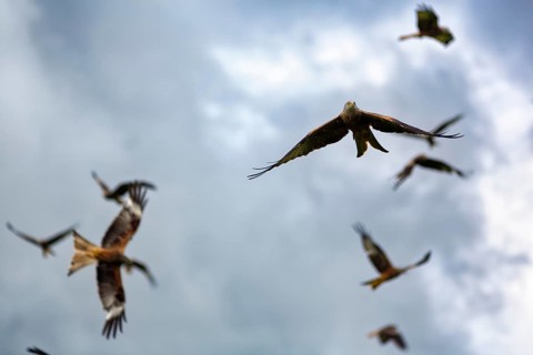 Flock of red kites
