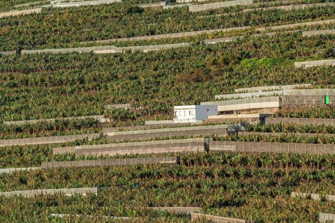 Banana plantations at the Punta Cumplida headland