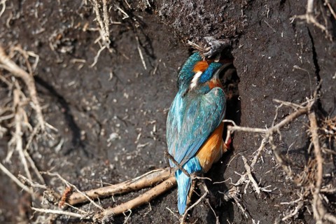 Kingfisher