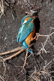 Kingfisher