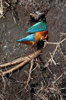 Kingfisher