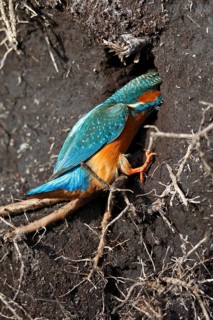 Kingfisher