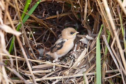 Bearded Tit
