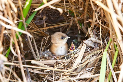 Bearded Tit