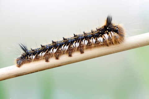 Young caterpillar of the drinker moth